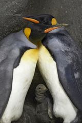 gay penguins