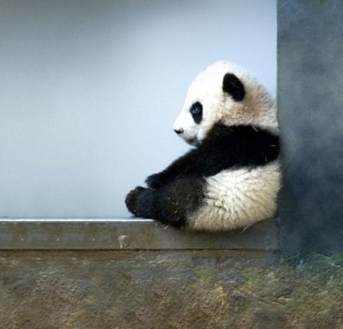 cute-baby-panda