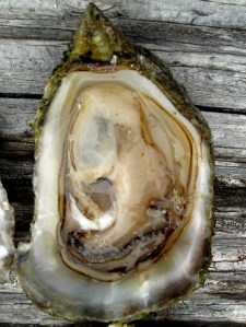 Oyster
