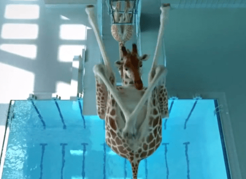 Giraffe Cannonball