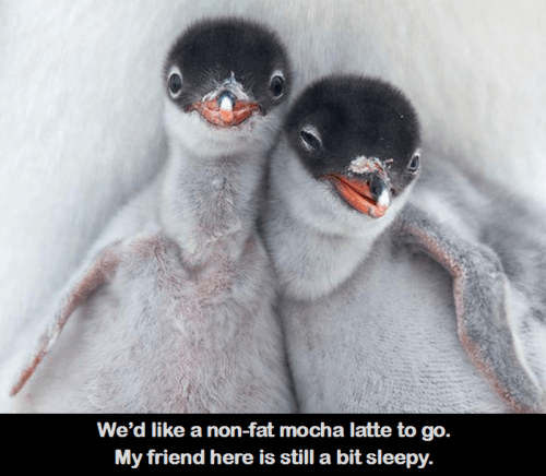 Monday Blues Penguins