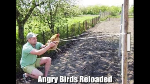 Angry Birds