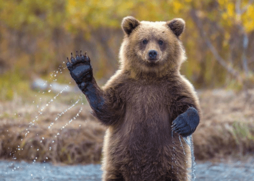 Provincetown Bear Week