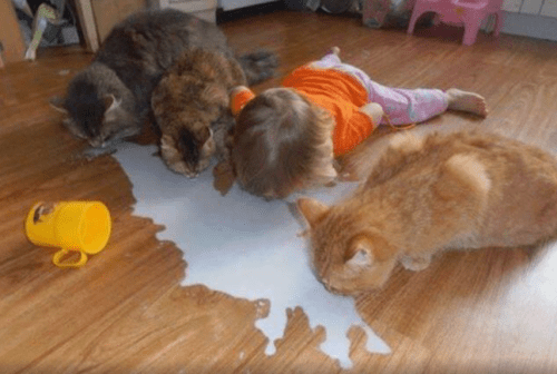 humor, kid, cat, animals