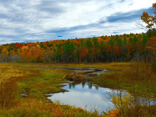 New England foliage, fall foliage