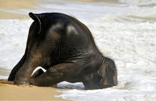 elephant, animal, humor