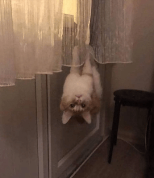 kitty, cat photo, cat humor