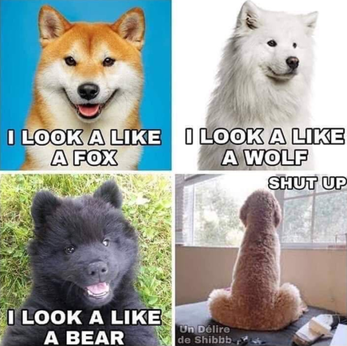 animal humor, funny instagram, gay instagram