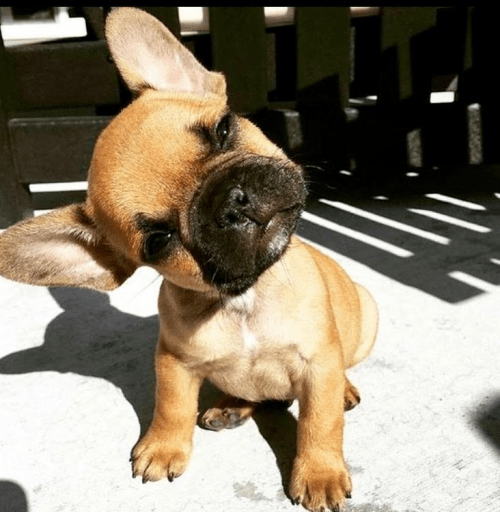 cute puppy, say what?