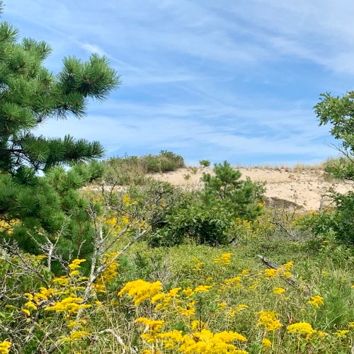Provincetown dune